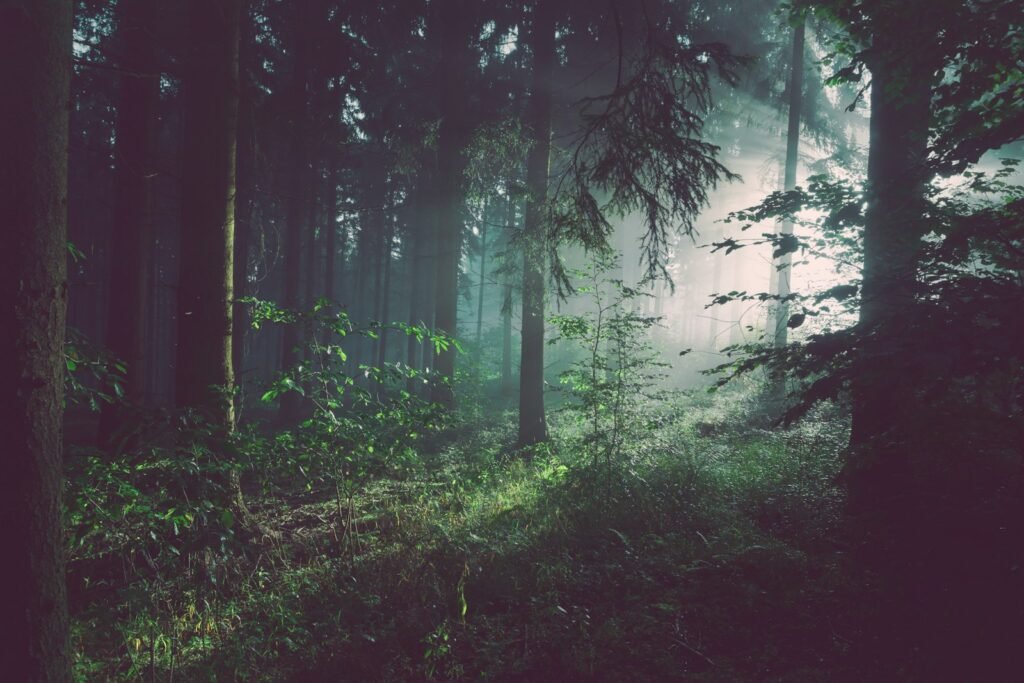 Bosque con niebla como imagen evocadora de la sección Leyendas y mitos.