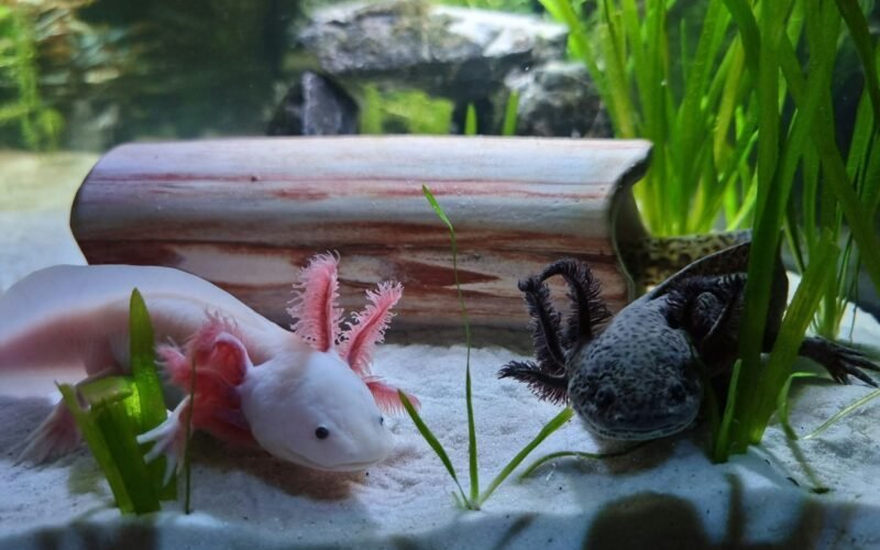 Dos ajolotes en un acuario