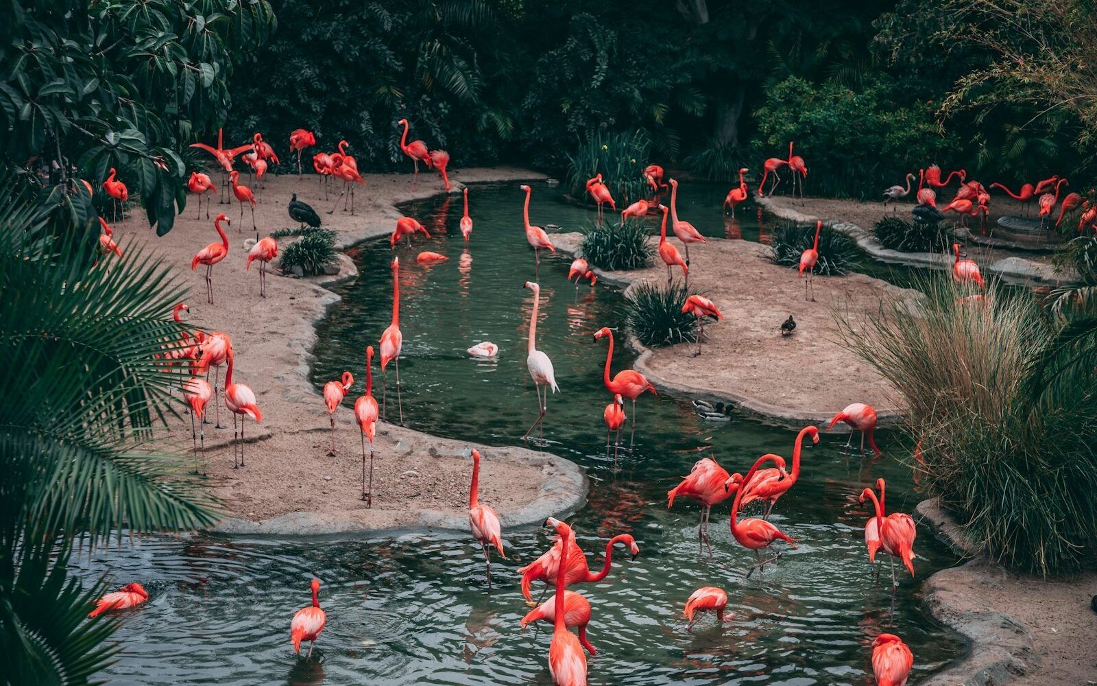 Flamencos con plumaje rosa