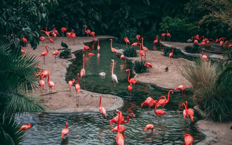 Flamencos con plumaje rosa