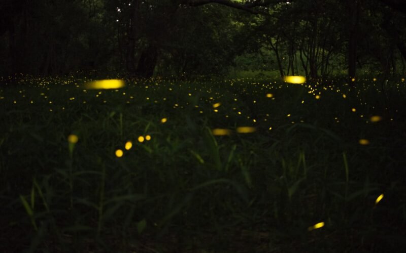 Luciérnagas luminosas en un bosque al anochecer