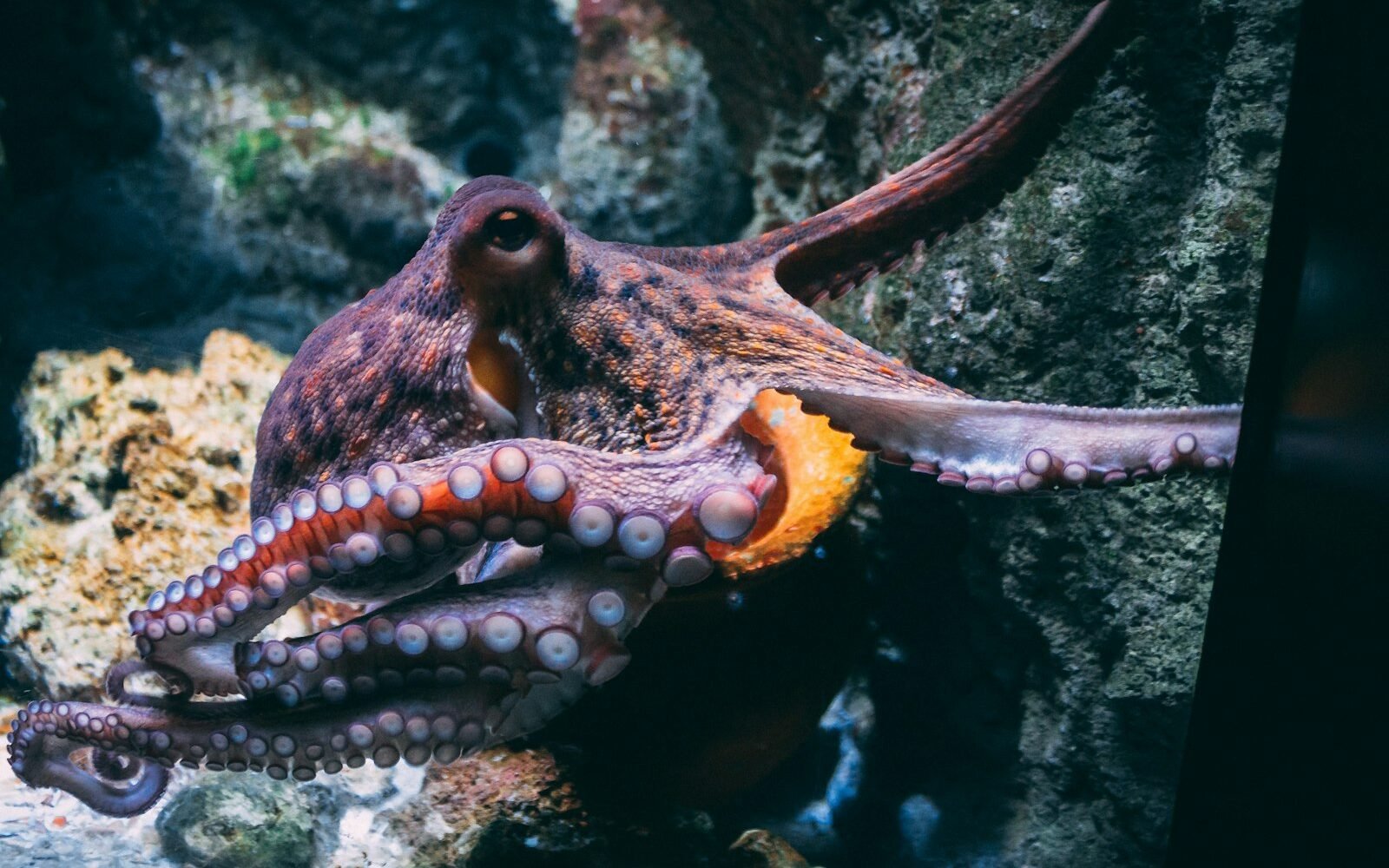 Pulpo sobre una roca en un acuario