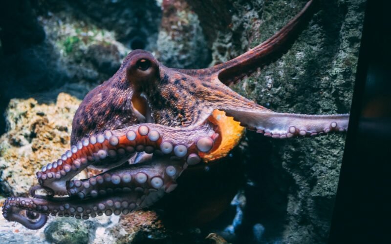 Pulpo sobre una roca en un acuario