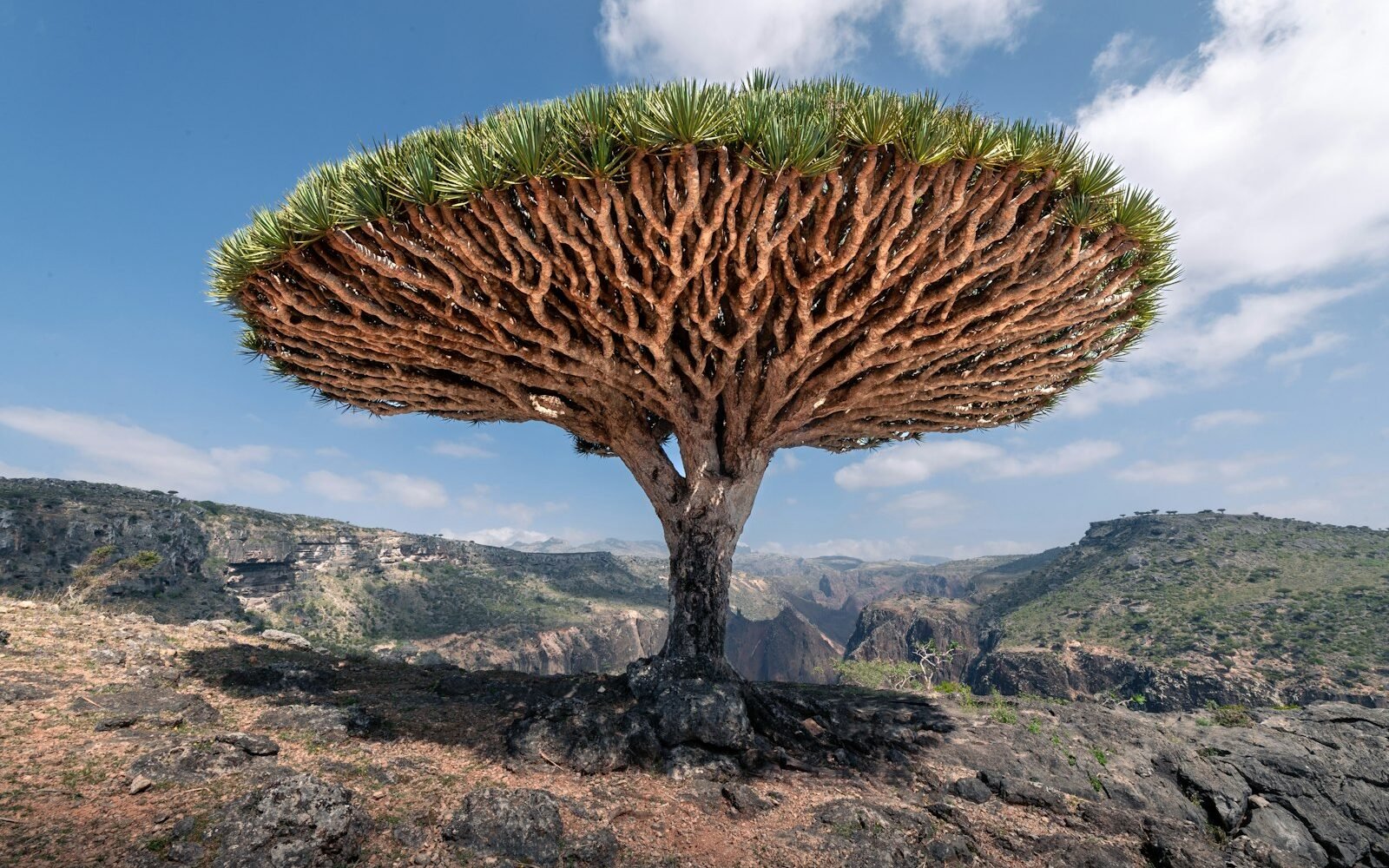Árbol de sangre de dragón de Socotra